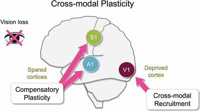 Cortical and Subcortical Circuits for Cross-Modal Plasticity Induced by Loss of Vision